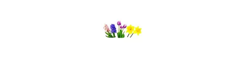 Fall Planted Flower Bulbs - Always best price!