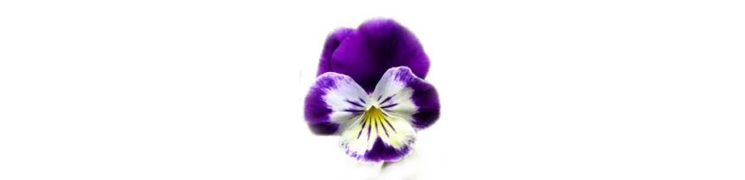 Viola