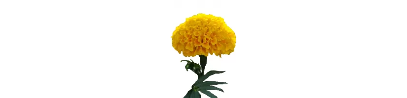 Tagetes