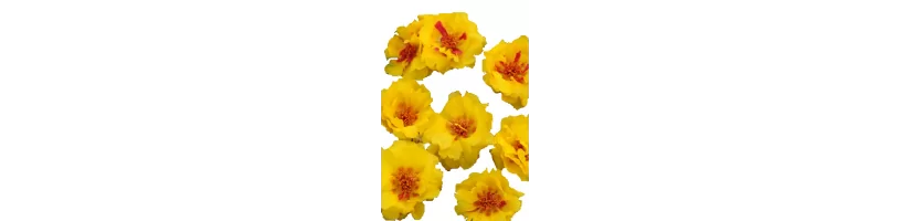 Portulaca