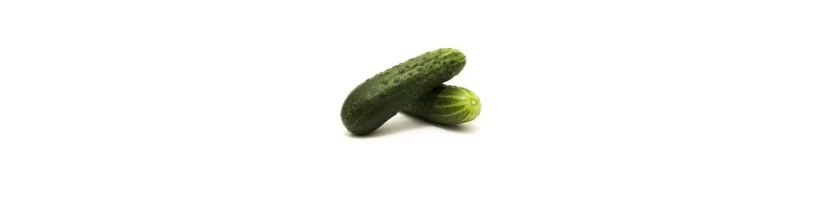 Cucumber